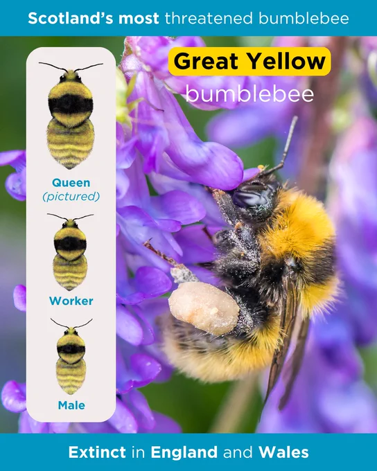 A close-up of a Great Yellow bumblebee queen feeding on a purple flower beside the ID graphics of a queen, worker and male.