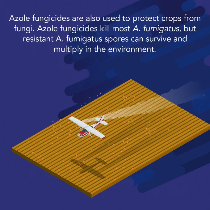 Overhead view of a farm, showing an airplane spraying fungicide. The text reads: Azole fungicides are used to protect crops from fungi. Azole fungicides kill most A. fumigatus, but resistant A. fumigatus spores can survive and multiply in the environment. 