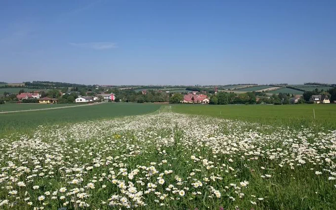 A view of a green field dotted with white flowers, with a village and rolling hills in the background under a clear blue sky.

Credit: Bea Maas
Link: https://www.eurekalert.org/multimedia/1092579

