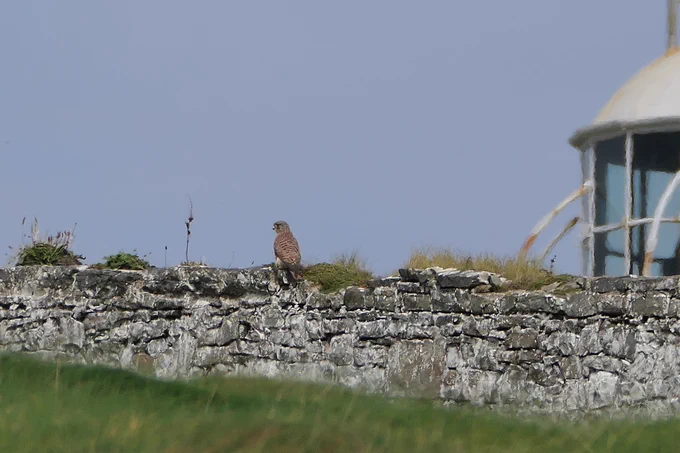 Kestrel