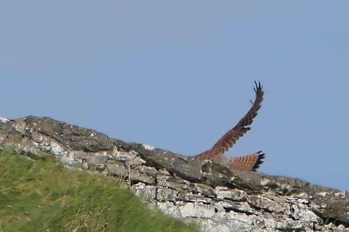 Kestrel