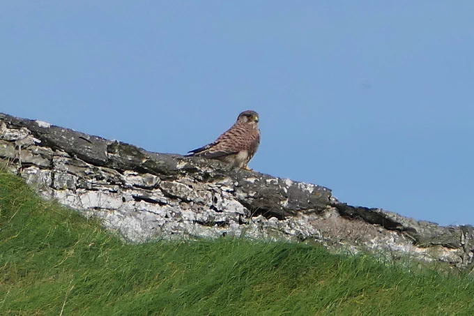 Kestrel