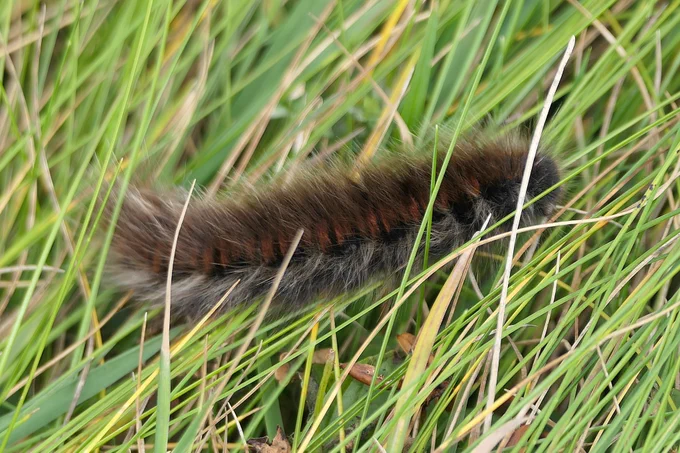 Fox moth larva