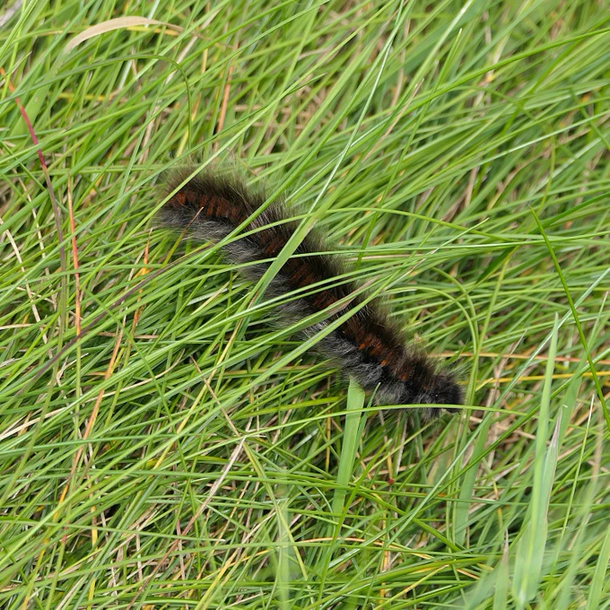 Fox moth larva