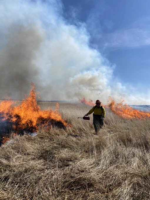 Firefighter in yellow gear uses a drip torch to control a grass fire in a dry field under a clear blue sky.