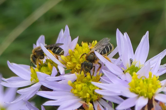 Halictus rubicundus on Sea Aster (w/Chalcid)