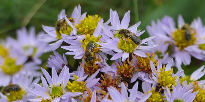 Halictus rubicundus on Sea Aster