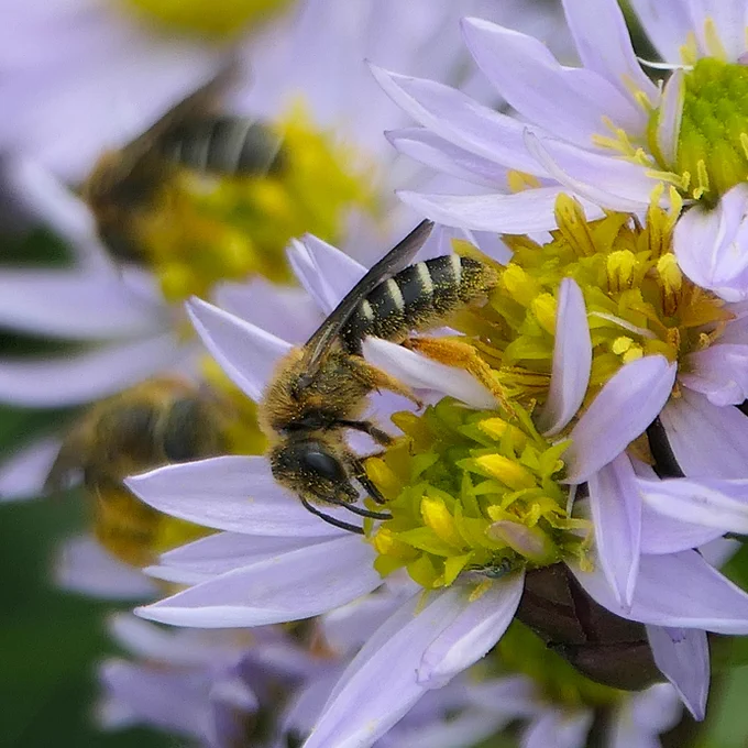 Halictus rubicundus on Sea Aster