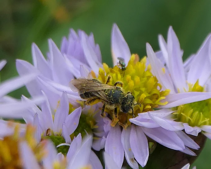 Halictus rubicundus on Sea Aster (w/Chalcid)