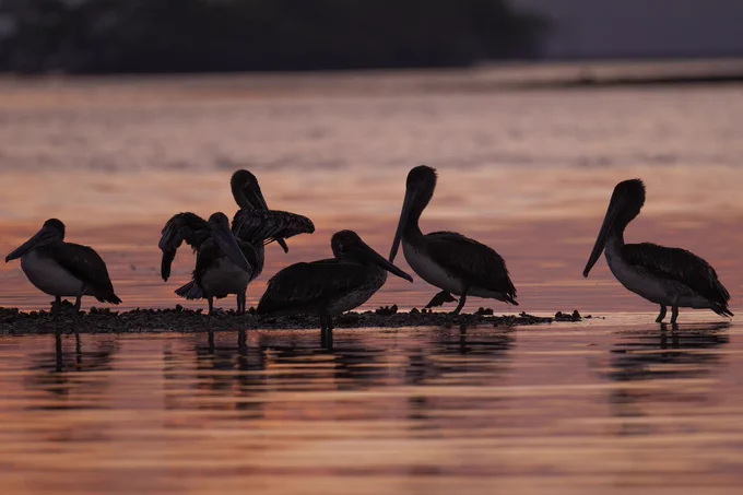 Group of pelicans standing and resting on a small sandbar during a calm sunset over reflective water.