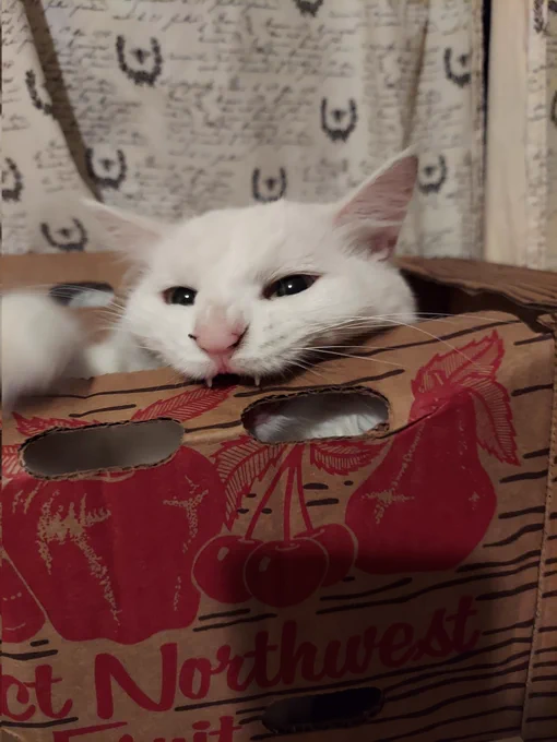 Babette the white cat is having out in a large cardboard box. She is being playfully and munching on the edge of the box. Her fangs are visable.