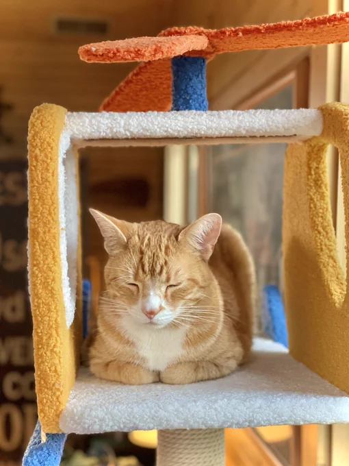 an orange boy cat dozes in the helicopter pedestal of his play tower