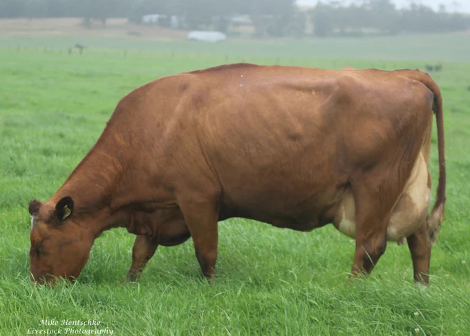 Australian Red Dairy Breed cow Cluain 3948 Lustre EX91.