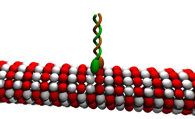 Kenesin Protein. Copyright: Moez. Creative Commons Attribution-Share Alike 3.0 Unported 