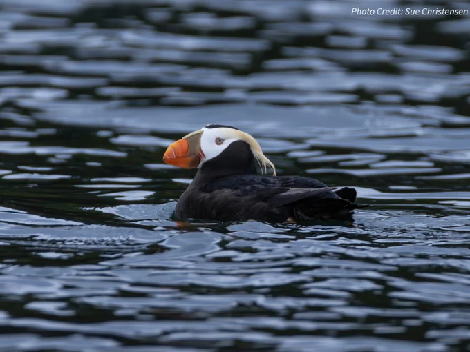 A black bird with an orange beak and white head with a yellow tuft floats on the water.