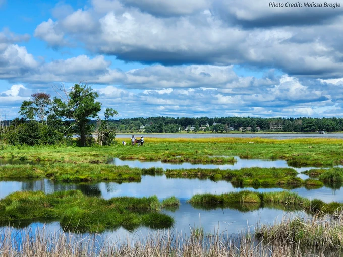 A marsh with bright green grass dotted with water. More land and trees are in the distance. A few people stand next to the trees in the marsh.