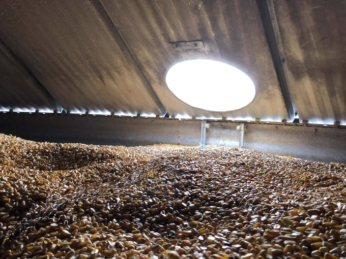Inside of a full grain bin containing corn. The bin door is open letting in light that falls over the corn kernels. 