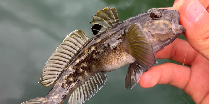 a brown mottled fish with a black dot on its fin