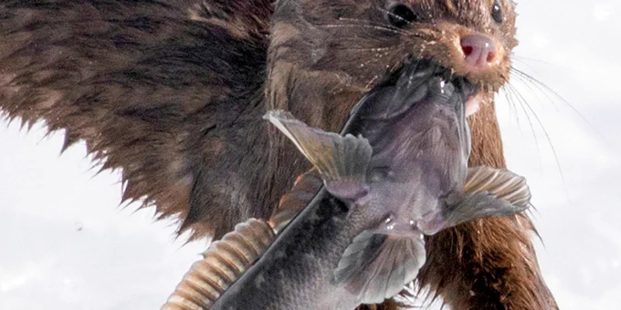 a brown fish with a suction cub on its belly being carried by a brown furry mink