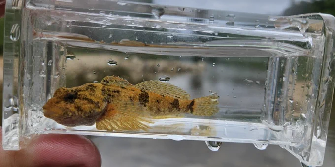 a brown mottled fish without a black dot on its fin