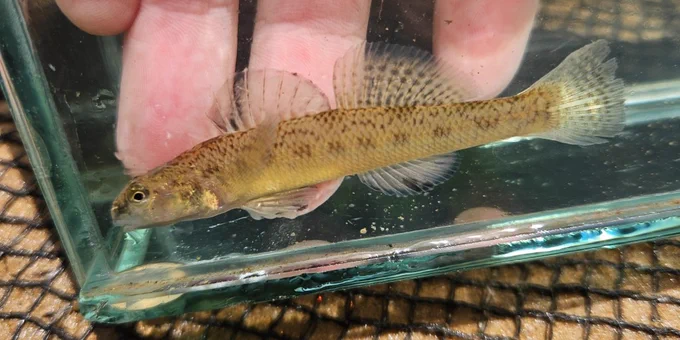 a brown skinny mottled fish without a black dot on its fin