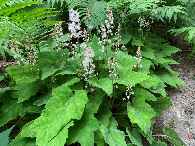 Foamflower native plant.