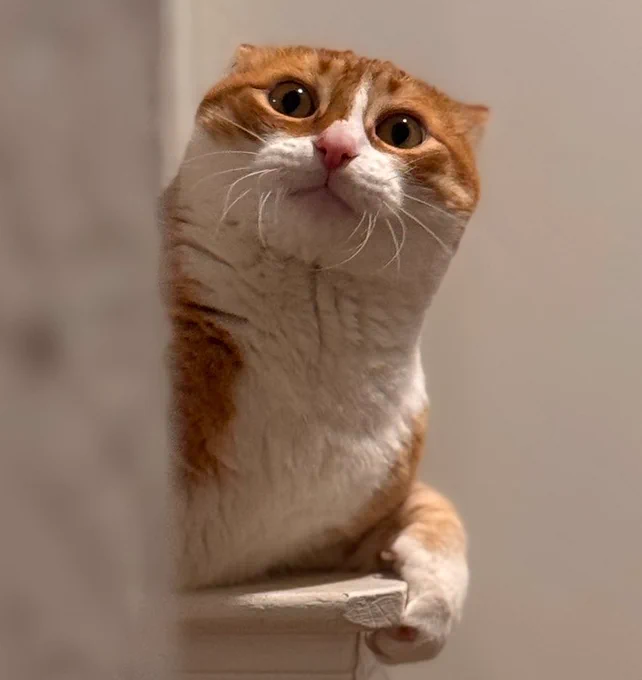 Gohan, the orange and white tabby cat, is looking awfully shocked from his white perch.