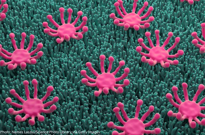 Illustration of olfactory (smell) receptor neurons (nerve cells) in nasal epithelium. 