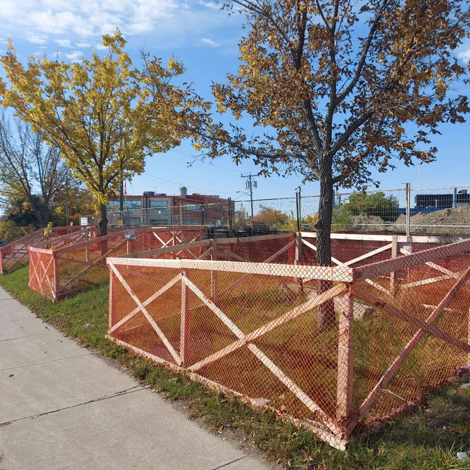 Three street trees next to a construction site are protected with a fenced off tree protection zone.