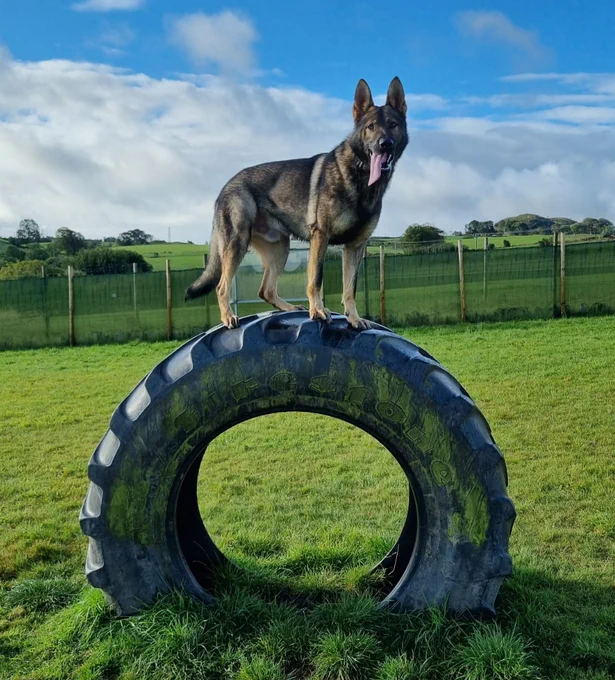 PD Fury, a sable German Shepherd is standing on an upright tractor tyre that is fixed to the ground.  He is within a field of green grass and behind him is a wire fence, blue skies and white clouds.