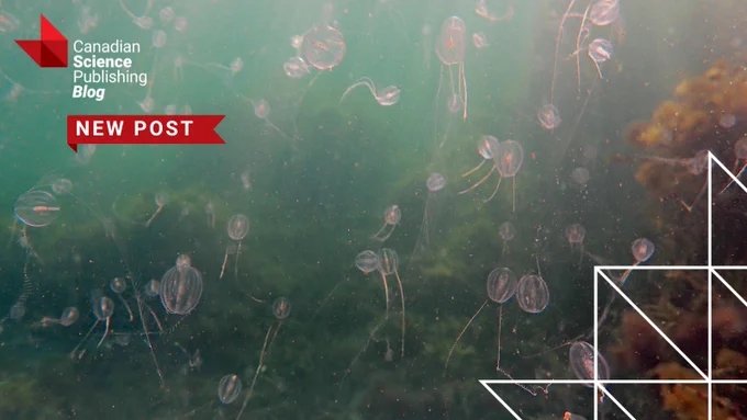 Transparent jellyfish with long tentacles floating in greenish ocean water near underwater vegetation.