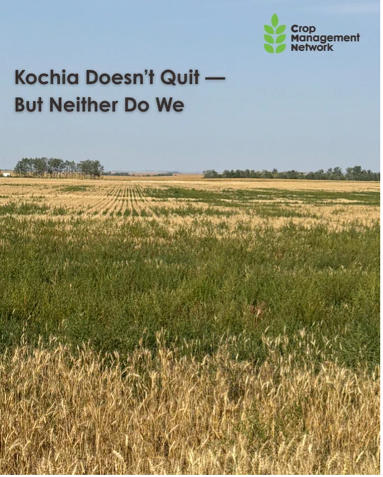 Text overlay stating 'Kochia Doesn't Quit — But Neither Do We' on an image of a farmland under a clear sky, with the logo of Crop Management Network at the top.