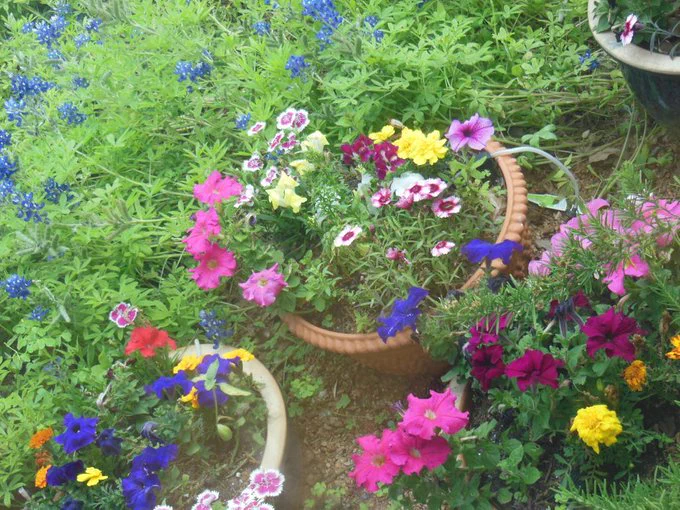 Three planters of brightly coloured flowers spilling over  and behind a mass of blue flowers against
 bright green leaves