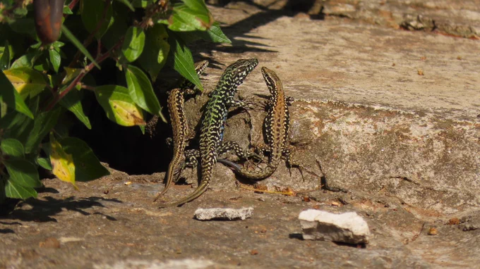 Three common wall lizards basking next to each other on a stone wall in an urban habitat in Croatia.