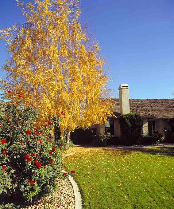 Many species of deciduous broadleaf trees display colorful foliage in autumn. Carefully plan tree plantings and companion shrubs such as the nearby red rose to coordinate colors, and note the shadows they cast on lawns. Learn more at this link: 🔗https://grownbyyou.com/growing-trees-and-shrubs/planning-ornamental-landscapes/using-trees-and-shrubs-in-landscapes/seasonal-color-in-gardens/
Copyright ©2001, 2025 by Dolezal & Associates. All Rights Reserved. grownbyyou.com 
