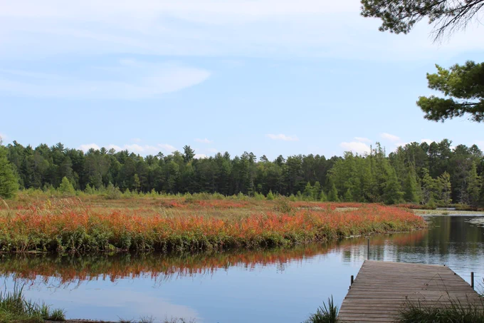 A small wooden dock extends out into a still, reflective lake in the foreground. The shoreline is lined with tall grasses and low shrubs that are turning shades of orange and red, suggesting early autumn. Beyond the water, a dense forest of green pine and deciduous trees stretches across the horizon. The sky above is light blue with a few soft, wispy clouds, adding to the sense of calm and openness in the scene. The overall atmosphere feels quiet and peaceful, as if inviting someone to pause and take in the natural beauty.