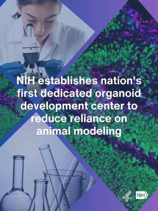 Scientist using a microscope next to an image of cells, with text stating 'NIH establishes nation's first dedicated organoid development center to reduce reliance on animal modeling.' Laboratory glassware also shown.