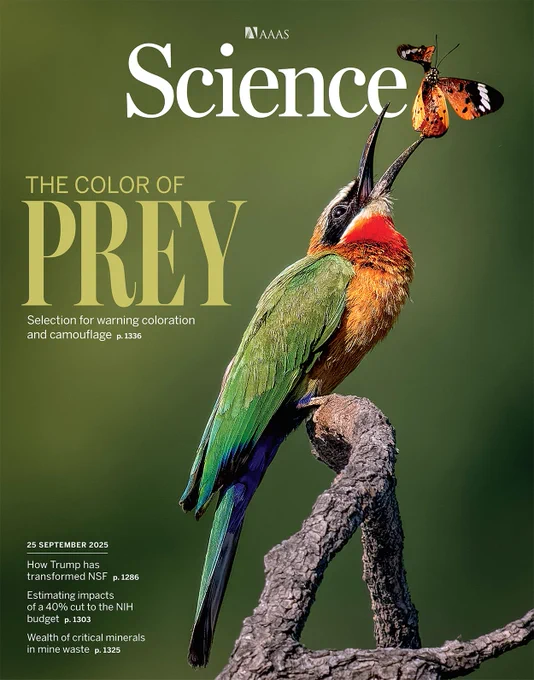 A white-fronted bee-eater (Merops bullockoides) decides whether to consume a warningly colored white-barred acraea butterfly (Telchinia encedon). 