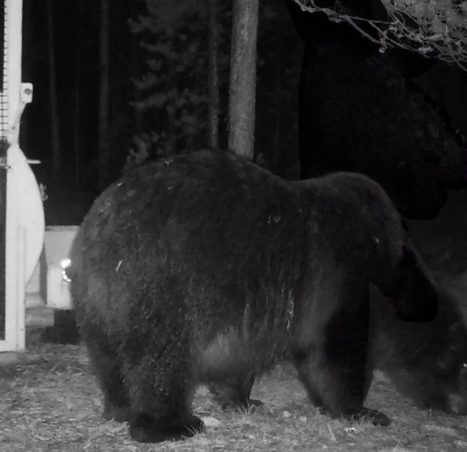 Large Greater Yellowstone Ecosystem grizzly bear 