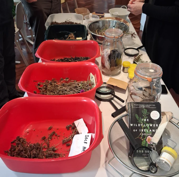 Selection of seeds in Áine Ní Fhlartha's Seed Saving display for last Saturdays workshp.
