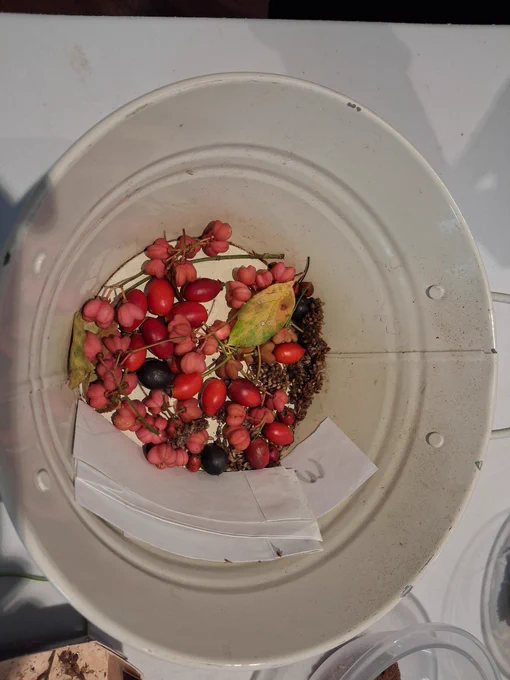 Spindle, Rosehip and Guelder Rose Berries