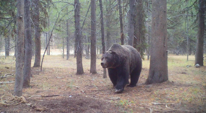 Large Greater Yellowstone Ecosystem grizzly bear moving among the trees.