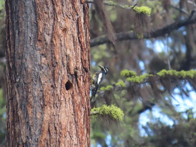 A Williamson’s sapsucker clings to the trunk of a tree. A round hole is visible in the trunk nearby. Green moss grows on branches extending outward, and blurred foliage fills the background.