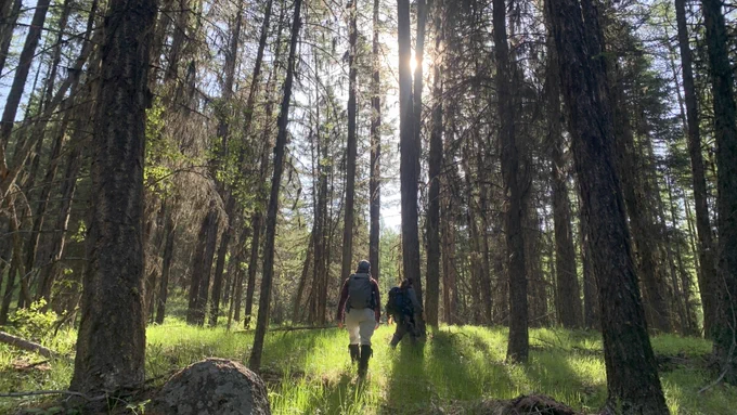 Two people walk through a sunlit forest, surrounded by tall, straight trees. Sun rays filter through the canopy, casting majestic light and shadows across the grassy forest floor.