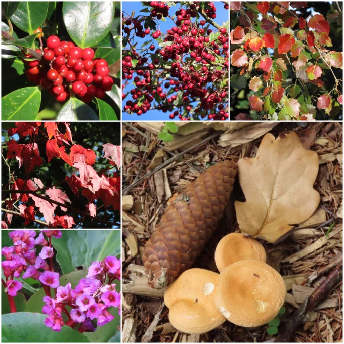 Another collage featuring the colours of autumn.