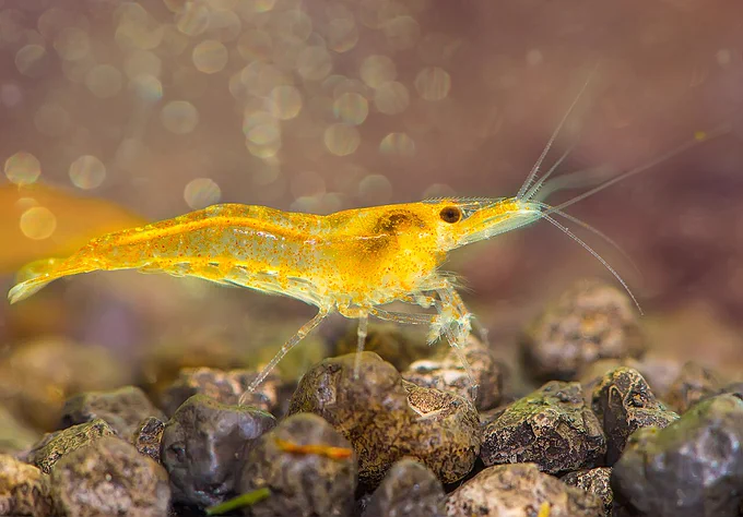 Neocaridina davidi shrimp
This file is licensed under the Creative Commons Attribution 4.0 International license.
https://commons.wikimedia.org/wiki/File:Креветка_