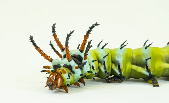 a large pale green caterpillar with black blotches has large barbed spines protruding from its shoulders and running down its back in smaller sizes