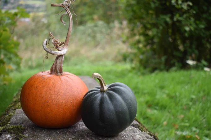Orange pumpkin and dark green squash on a stone bench