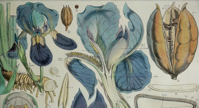 Henslow botanical drawings. Credit: University of Cambridge.