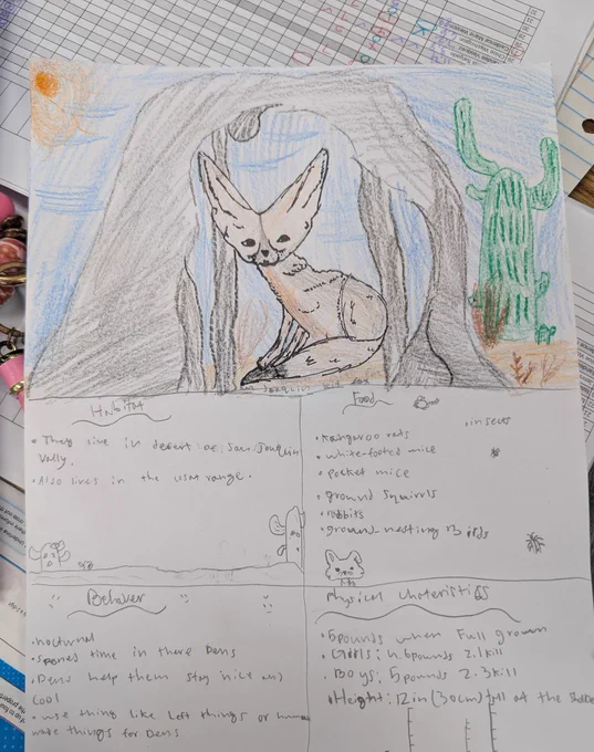 Image of student drawing of the San Joaquin kit fox and facts about them